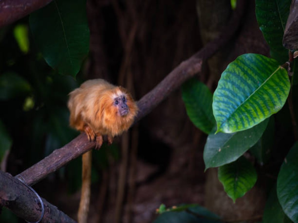 Auckland Zoo