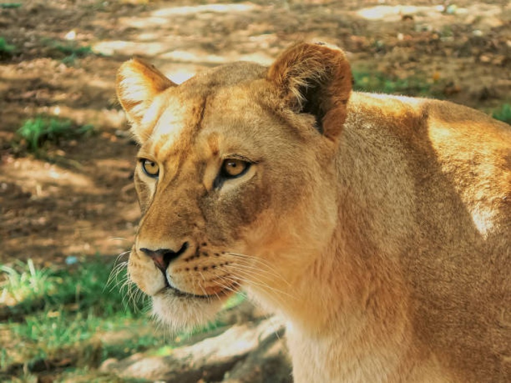 Auckland Zoo