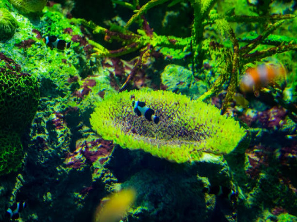 SEA LIFE Kelly Tarlton's Aquarium