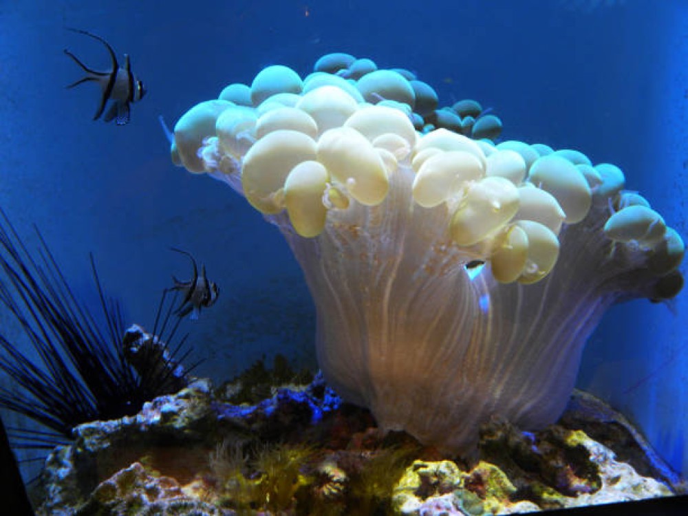 SEA LIFE Kelly Tarlton's Aquarium