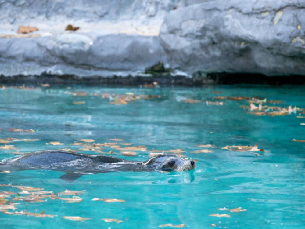 SEA LIFE Kelly Tarlton's Aquarium