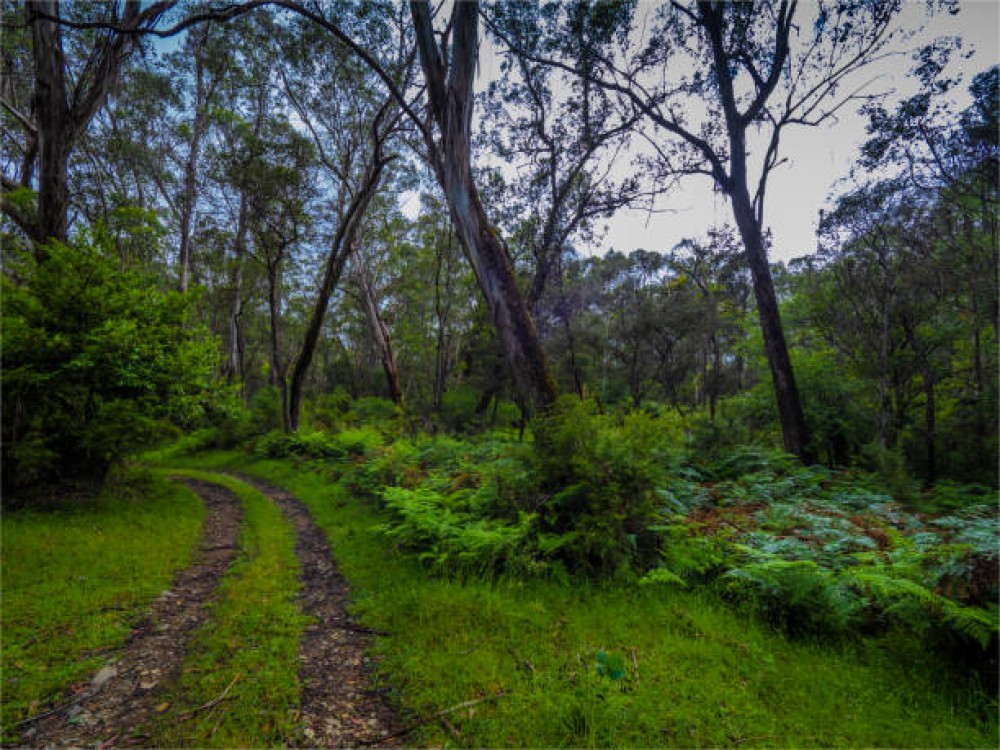 Roberts Point Track