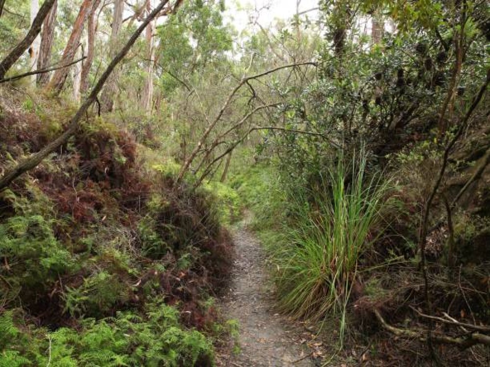 Callery Gorge Walk