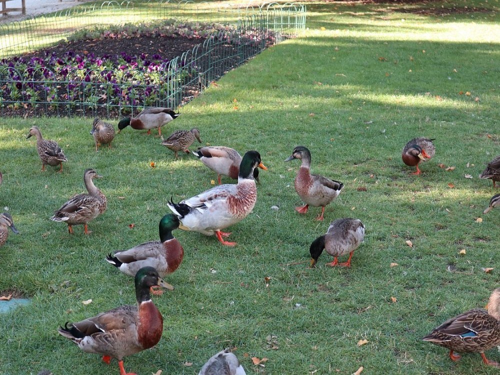 Queenstown Gardens