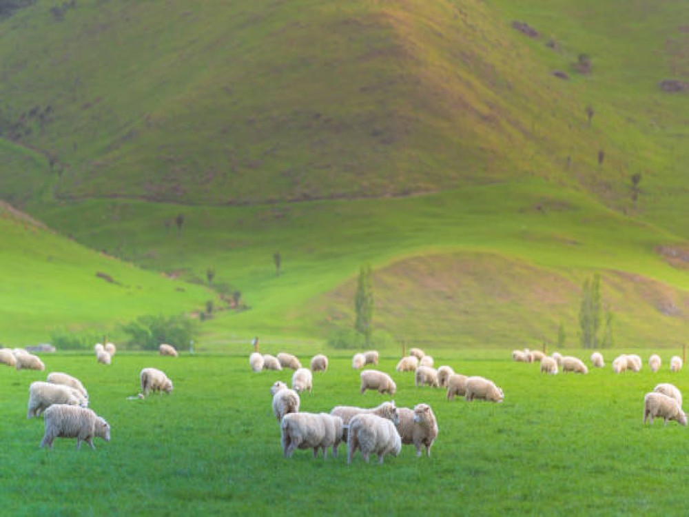Queenstown Hill