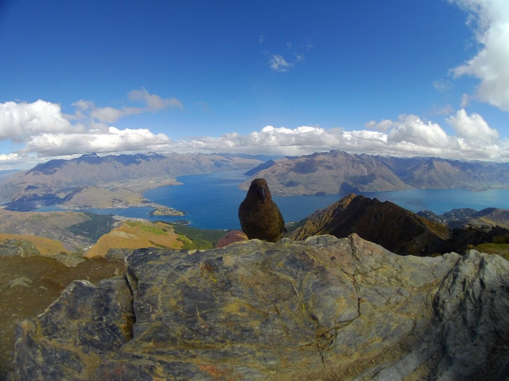 Ben Lomond Track