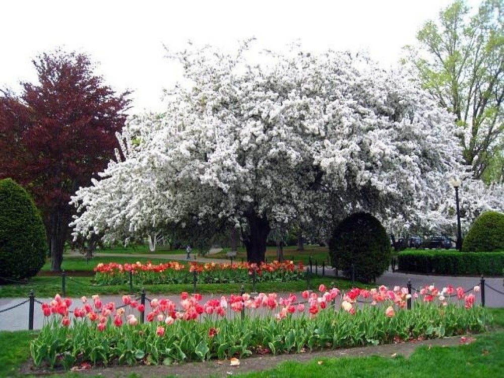 Boston Public Garden