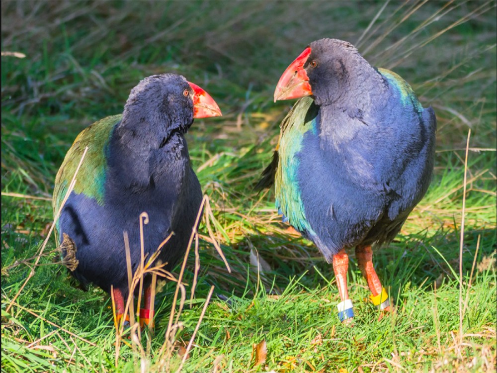 Te Anau Bird Sanctuary