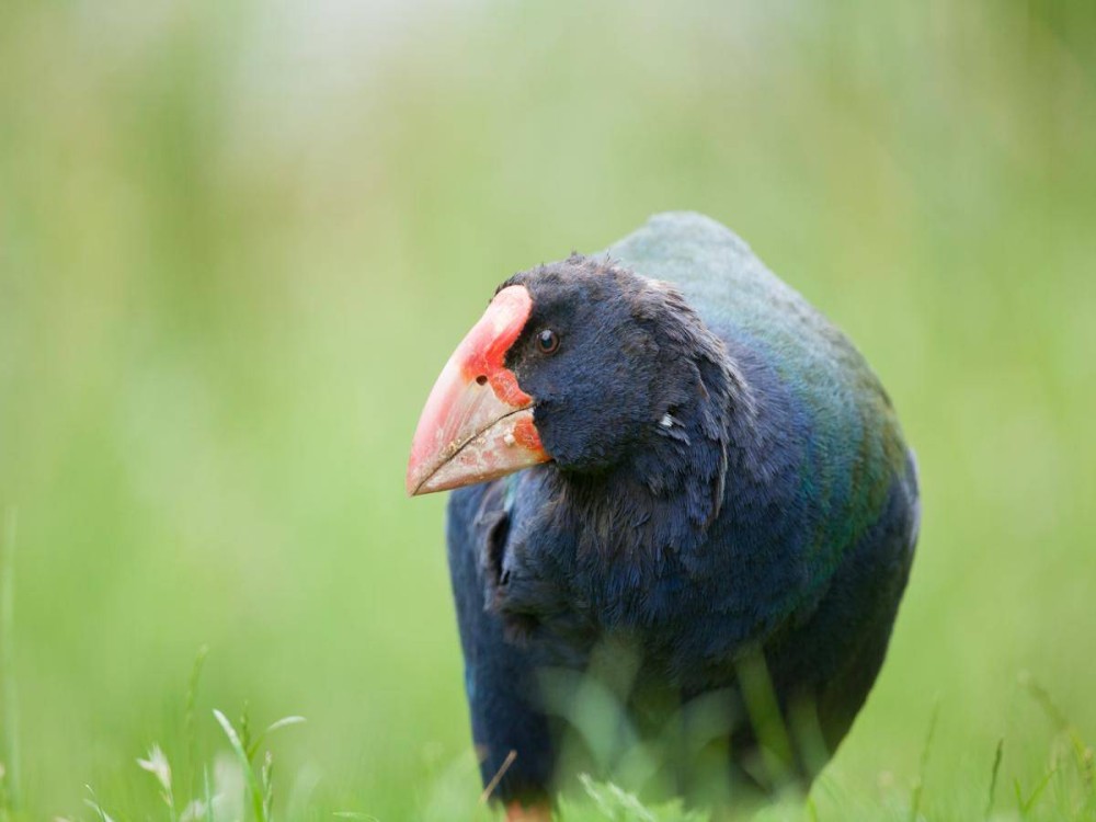 Te Anau Bird Sanctuary