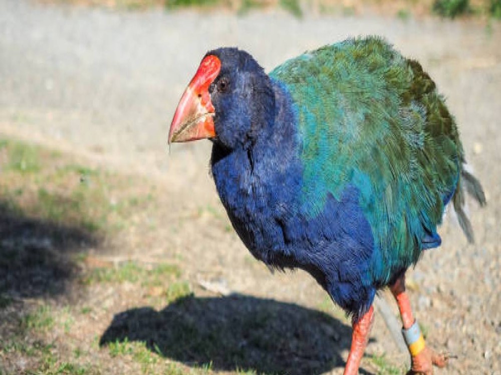 Te Anau Bird Sanctuary