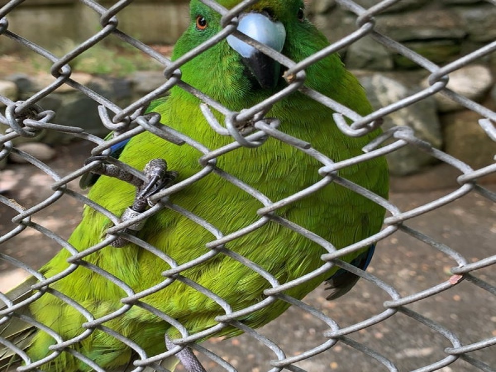 Te Anau Bird Sanctuary