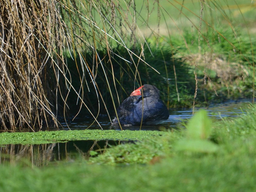 Te Anau Bird Sanctuary