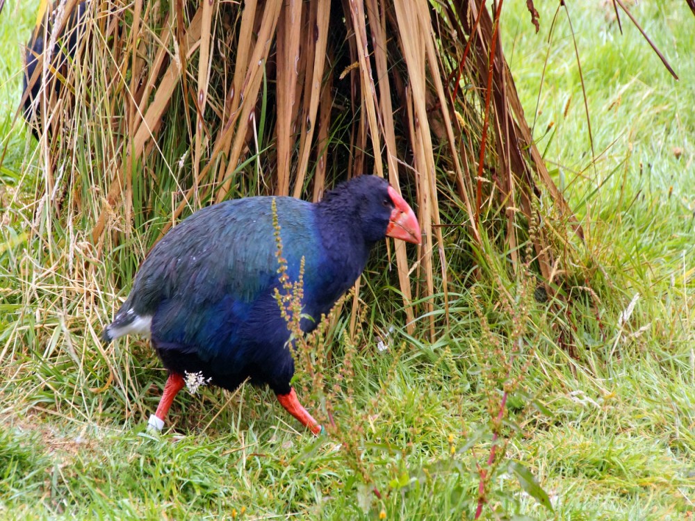 Te Anau Bird Sanctuary