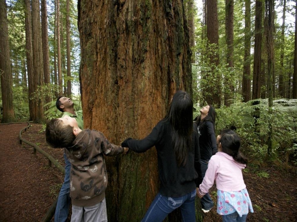 Redwoods, Whakarewarewa Forest