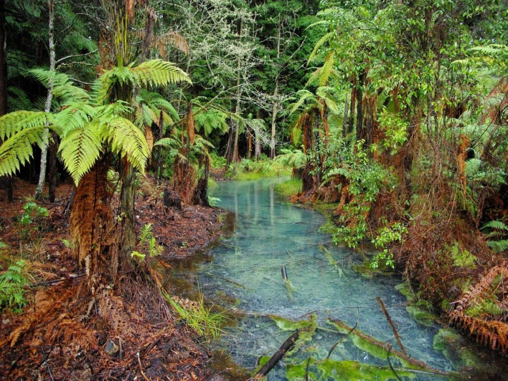 Redwoods, Whakarewarewa Forest