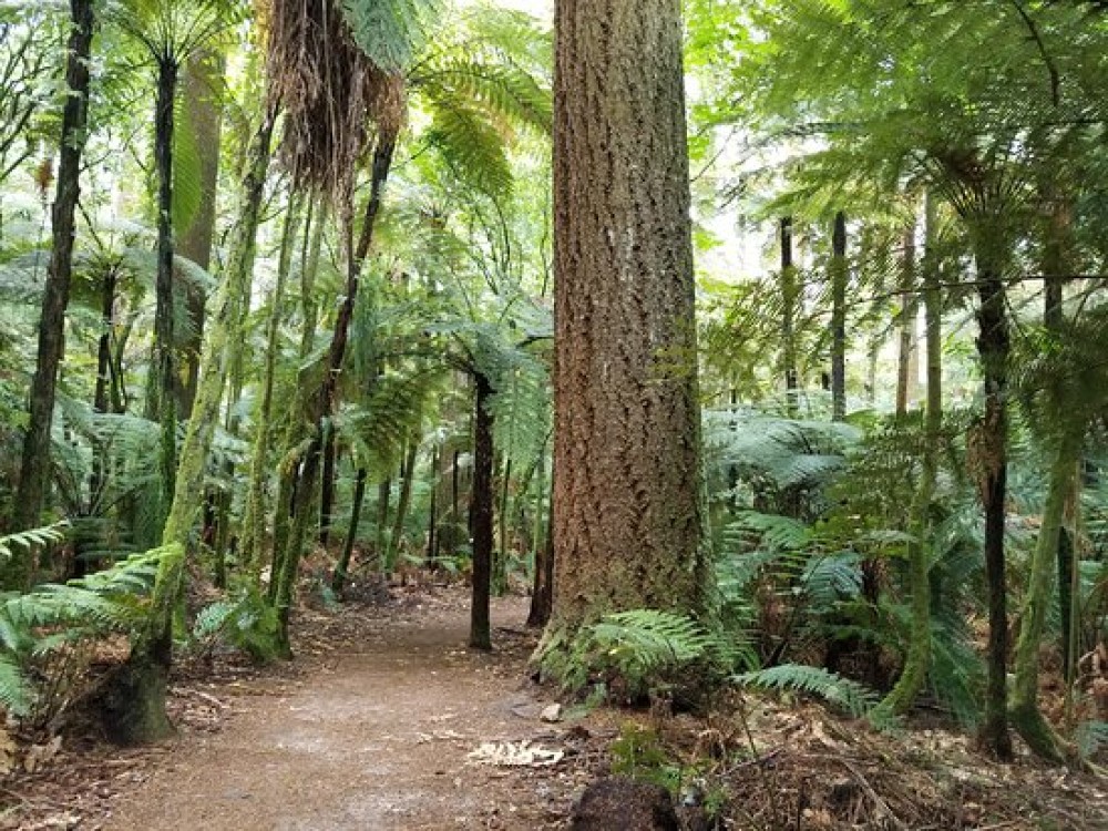 Redwoods, Whakarewarewa Forest