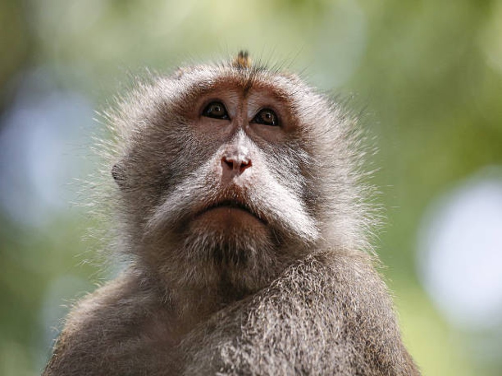 Sacred Monkey Forest Sanctuary