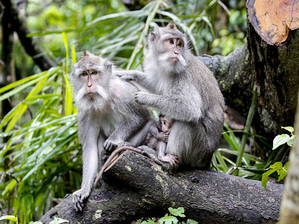 Sacred Monkey Forest Sanctuary