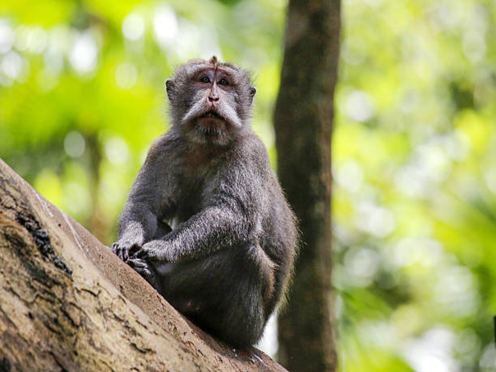 Sacred Monkey Forest Sanctuary