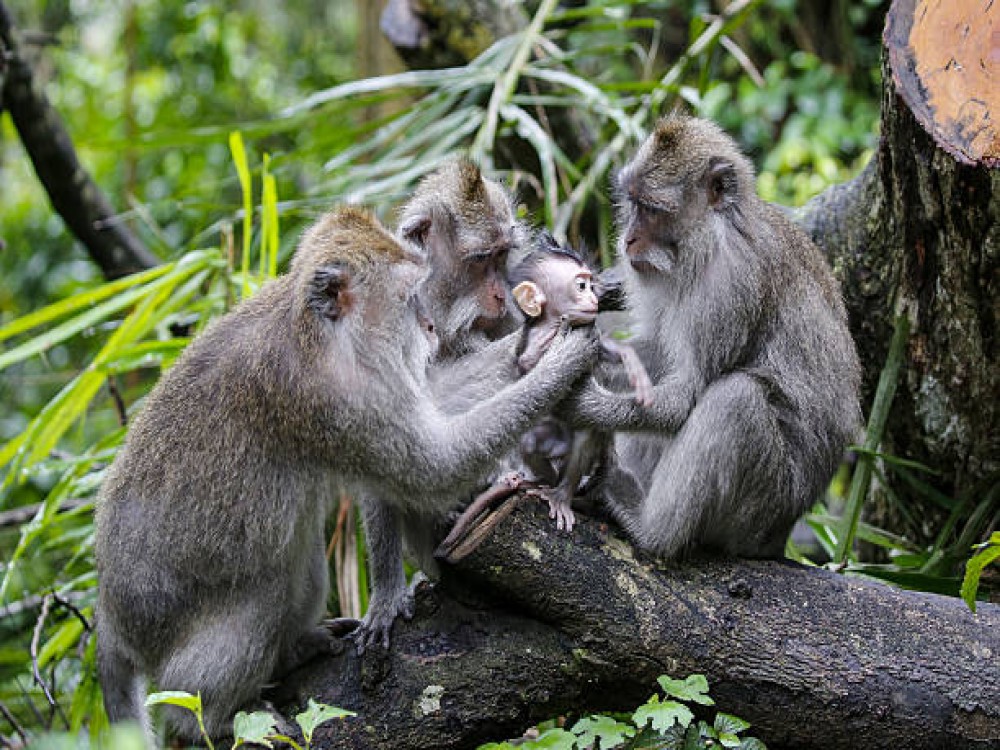Sacred Monkey Forest Sanctuary