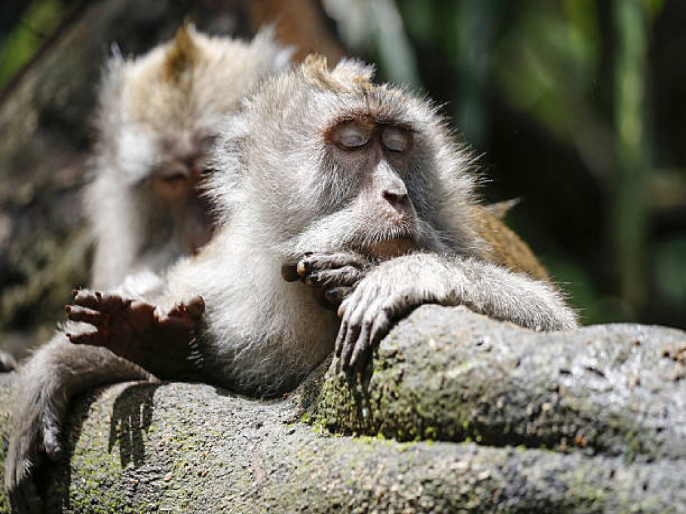 Sacred Monkey Forest Sanctuary
