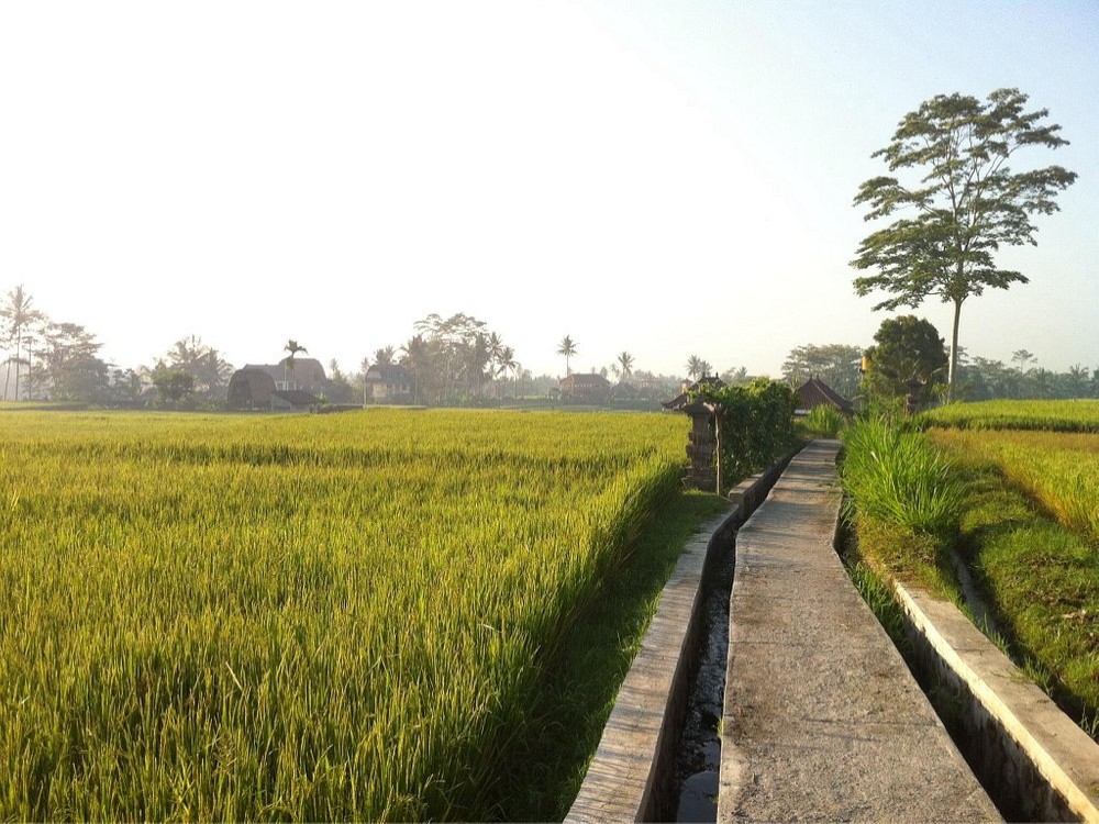 Campuhan Ridge Walk