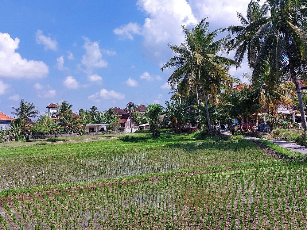 Campuhan Ridge Walk