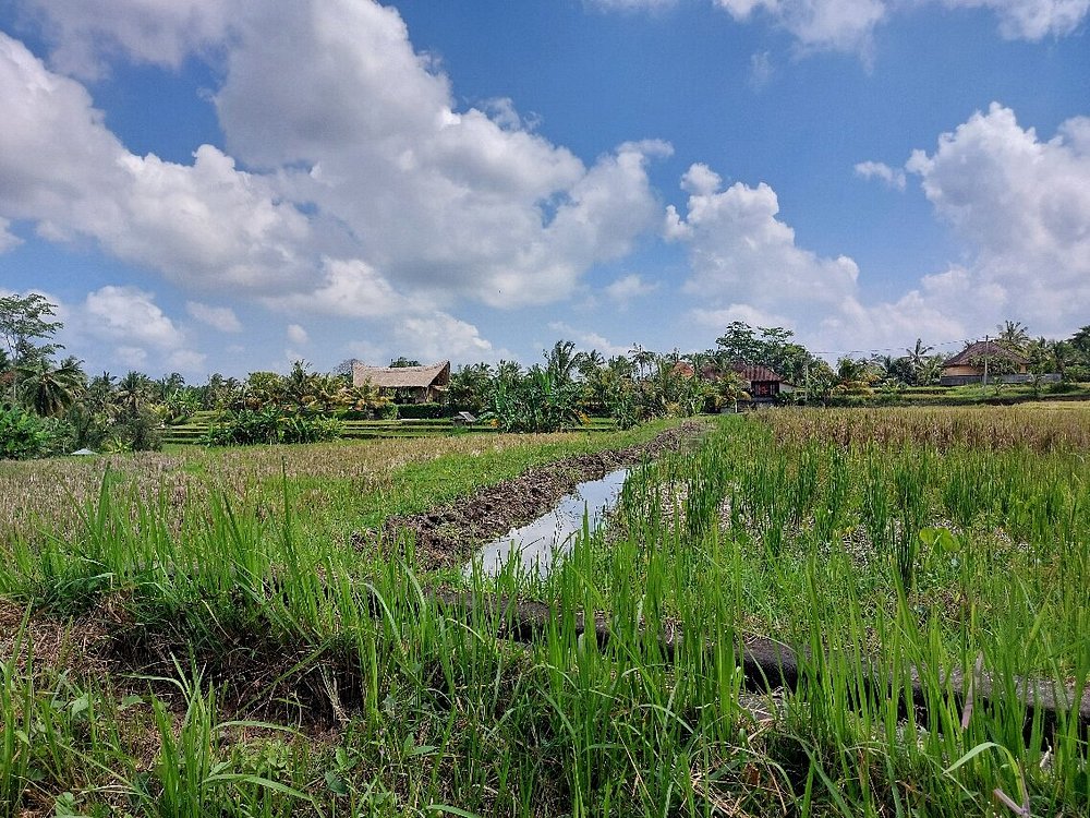Campuhan Ridge Walk