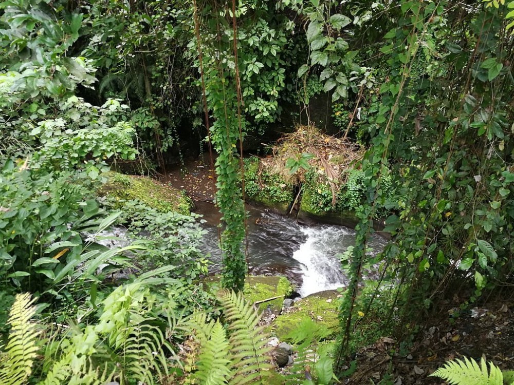 Campuhan Ridge Walk