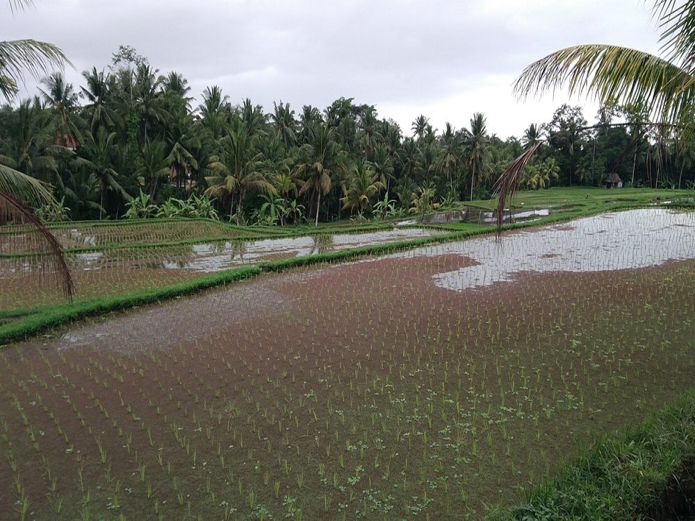 Kajeng Rice Field