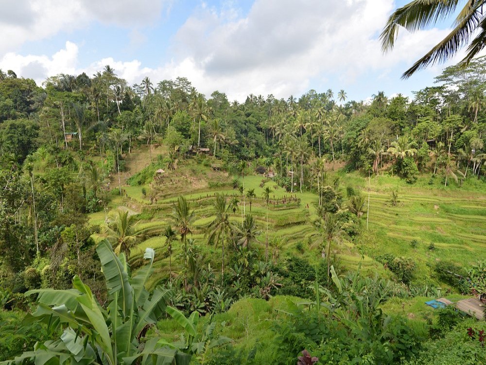 Kajeng Rice Field
