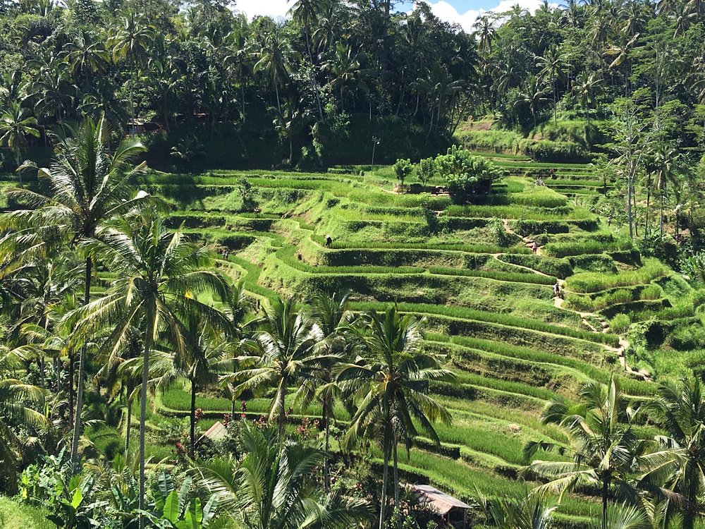 Kajeng Rice Field