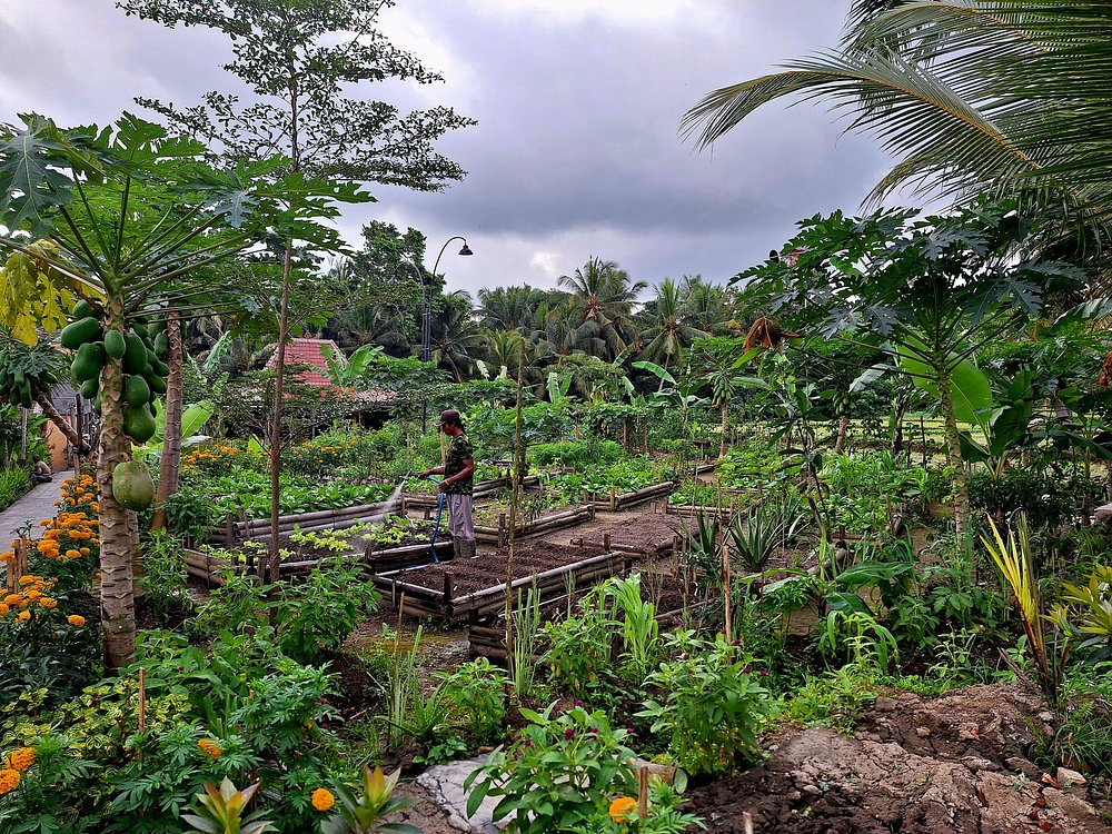Kajeng Rice Field
