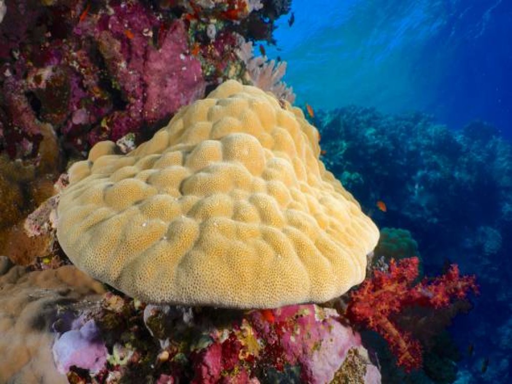 Elphinstone Reef