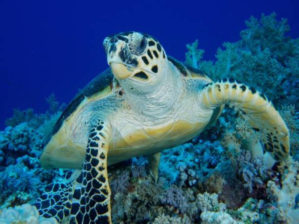 Elphinstone Reef