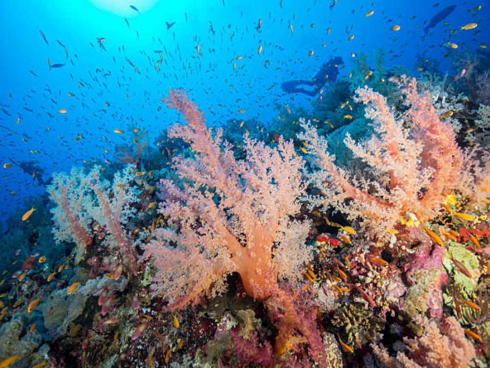 Elphinstone Reef