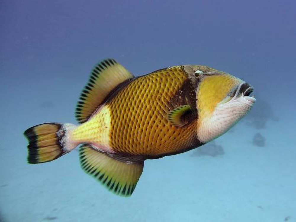 Elphinstone Reef