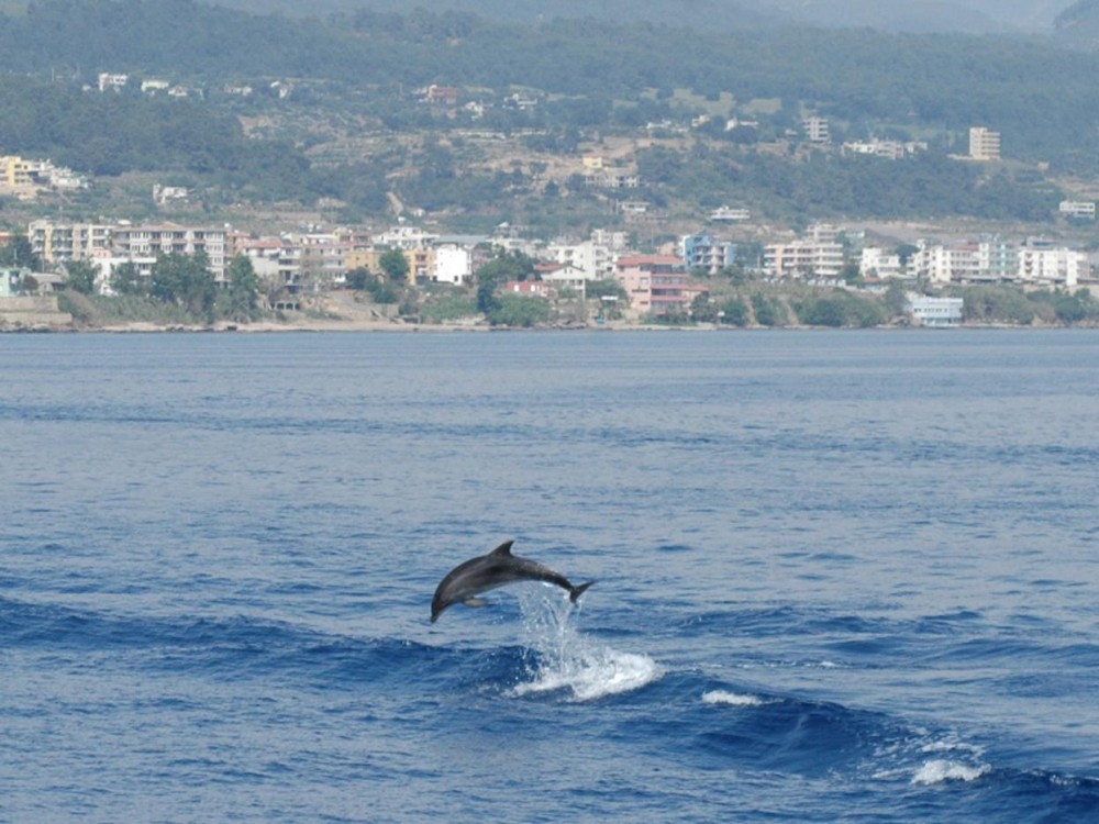 Dolphin Island