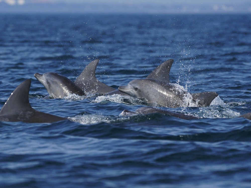 Dolphin Island
