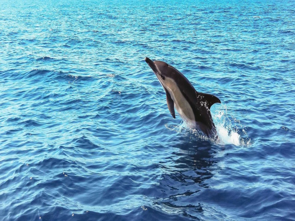Dolphin Island