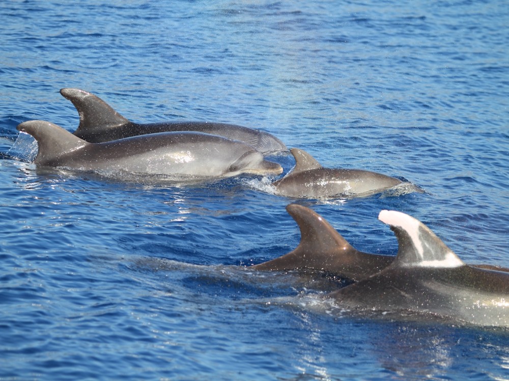 Dolphin Island