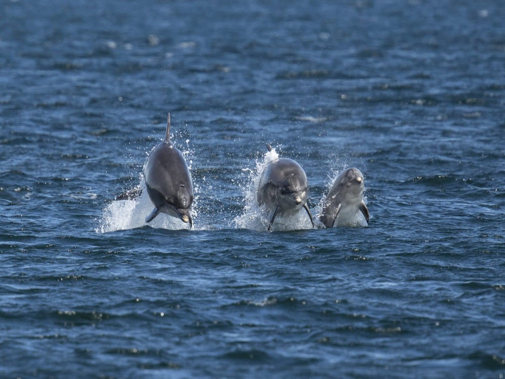 Dolphin Island