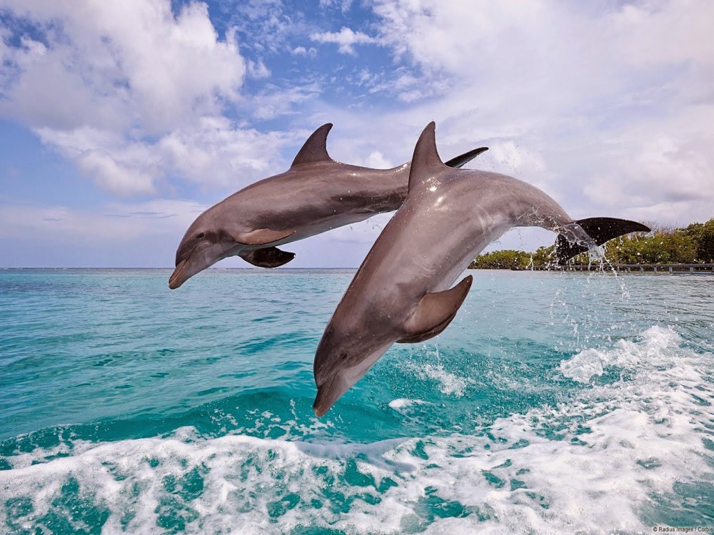 Dolphin Island