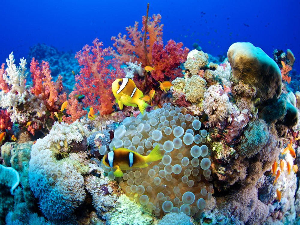 Red Sea