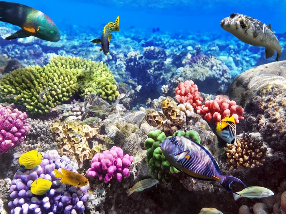 Red Sea