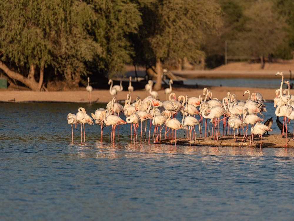Al Qudra Lakes