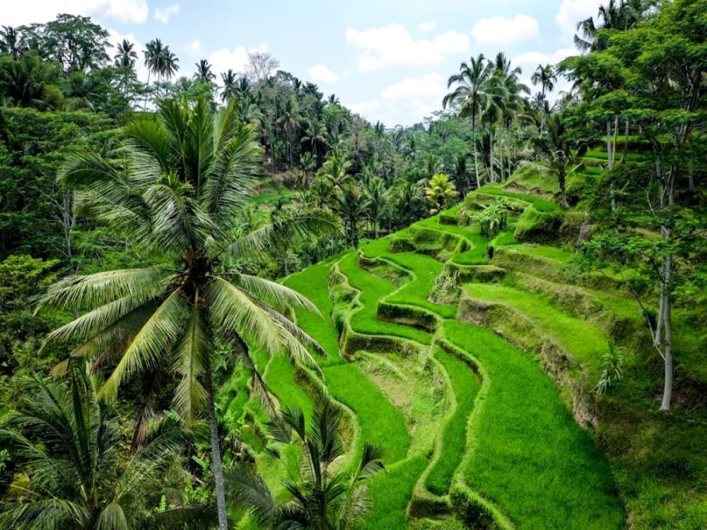 Rice Terraces
