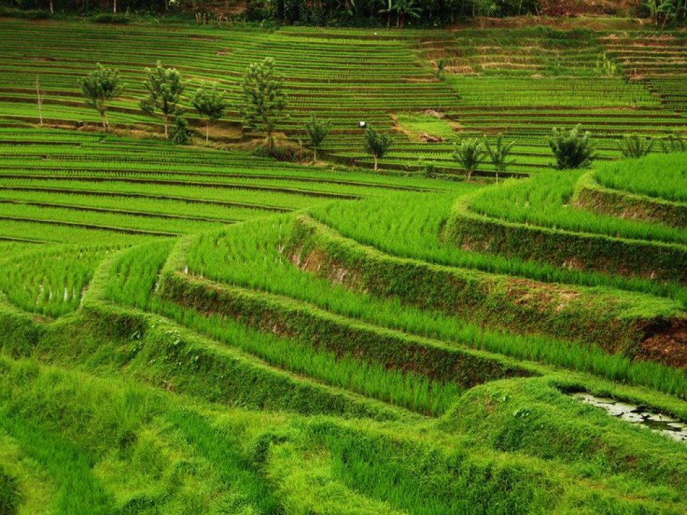 Rice Terraces