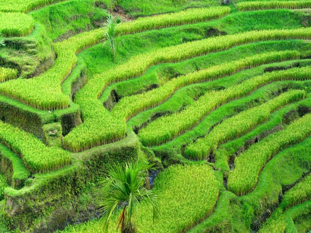 Rice Terraces