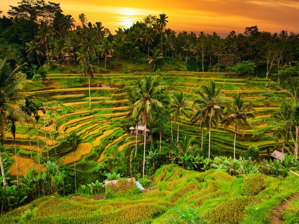 Unwind in Paradise: The Best Spa and Wellness Retreats in Bali